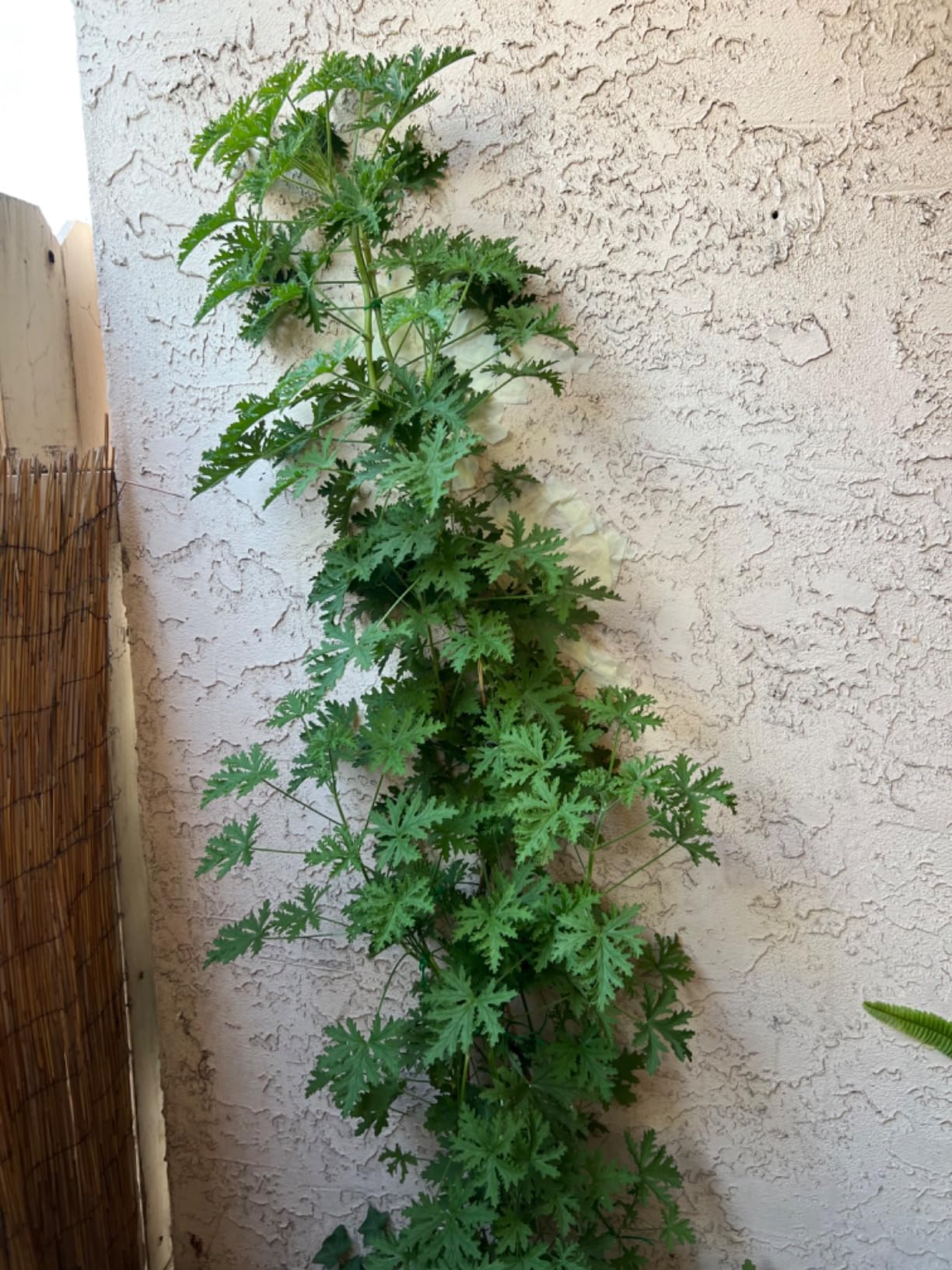 2 Citronella Mosquito Plants in 4” Pots (Pelargonium ‘Citrosum’) customer photo 1