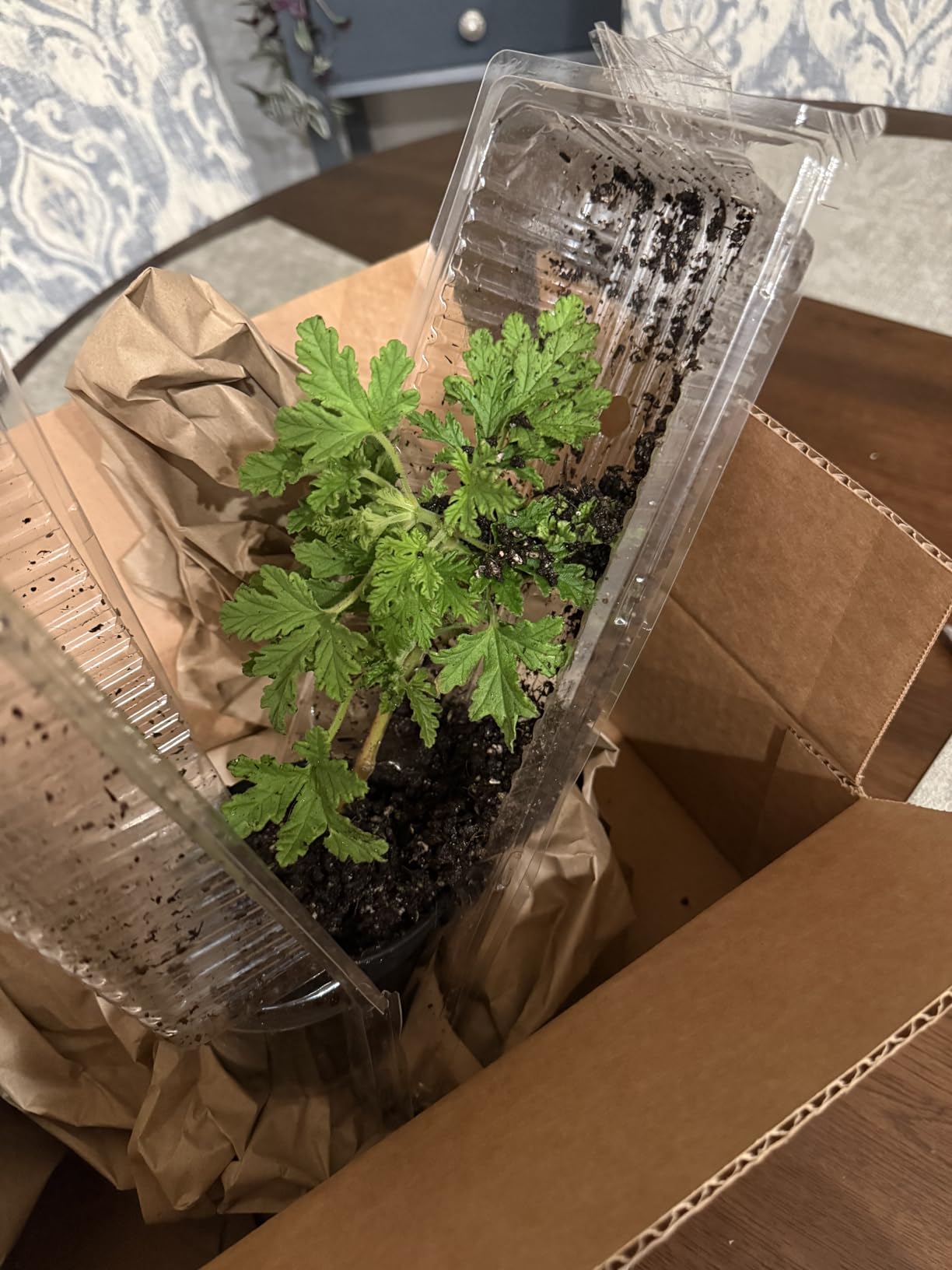 2 Citronella Mosquito Plants in 4” Pots (Pelargonium ‘Citrosum’) customer photo 2