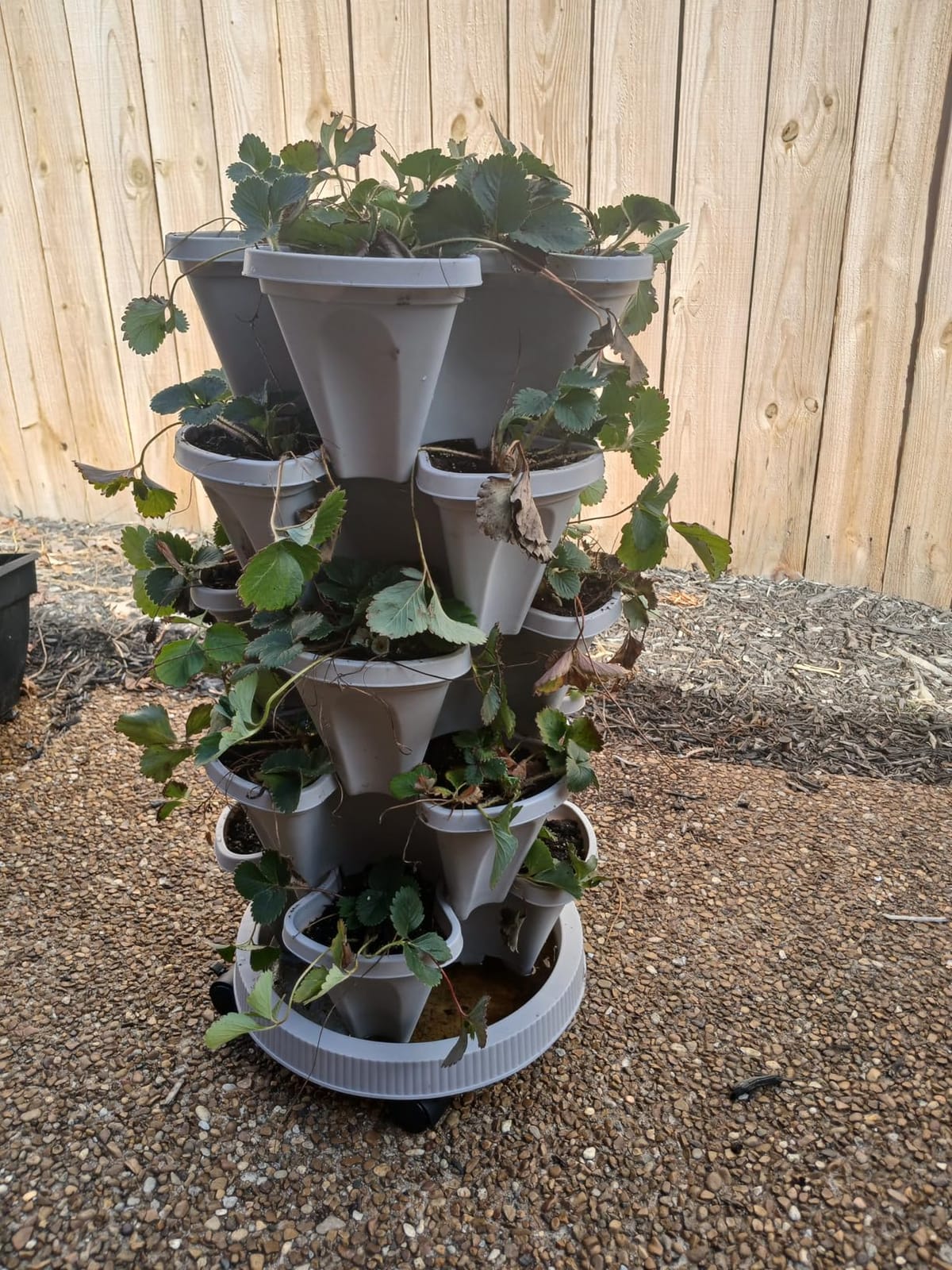 DUNCHATY Stackable Vertical Garden Planter with Wheels, 5 Tier Herb Planter Pots for Growing Vegetables and Succulents, Pine Green customer photo 2