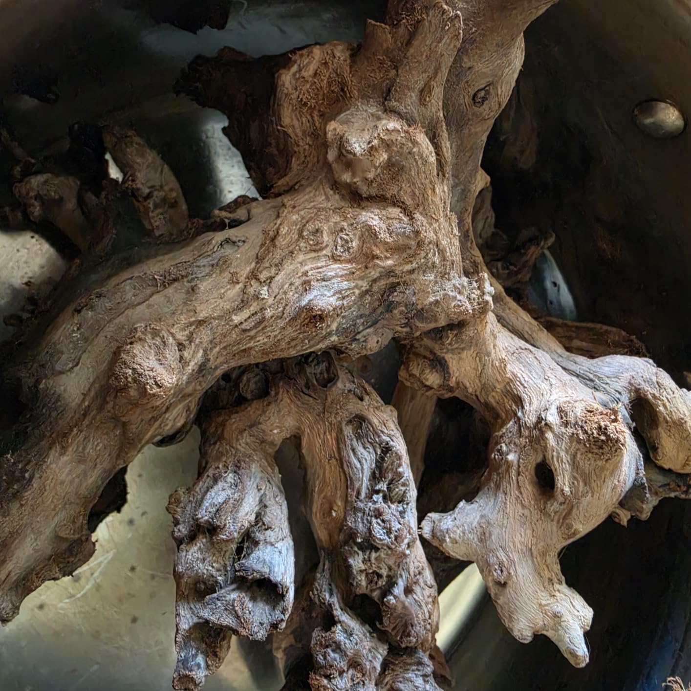 Jorewood Natural Aquarium Driftwood for Fish Tanks & Reptile Terrariums – Safe Fish Tank Decorations, Unique Twisted Branches 3-Piece 7-11 Inch Low Tannin, Easy to Sink customer photo 2