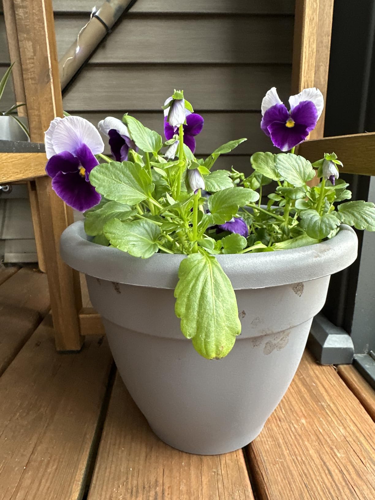 The HC Companies Caribbean Planter Pot - Outdoor & Indoor Plant Pot with Drainage Hole & Plug - Rolled Rim Plastic Pots for Plants & Flowers - Decorative Plant Pot (6