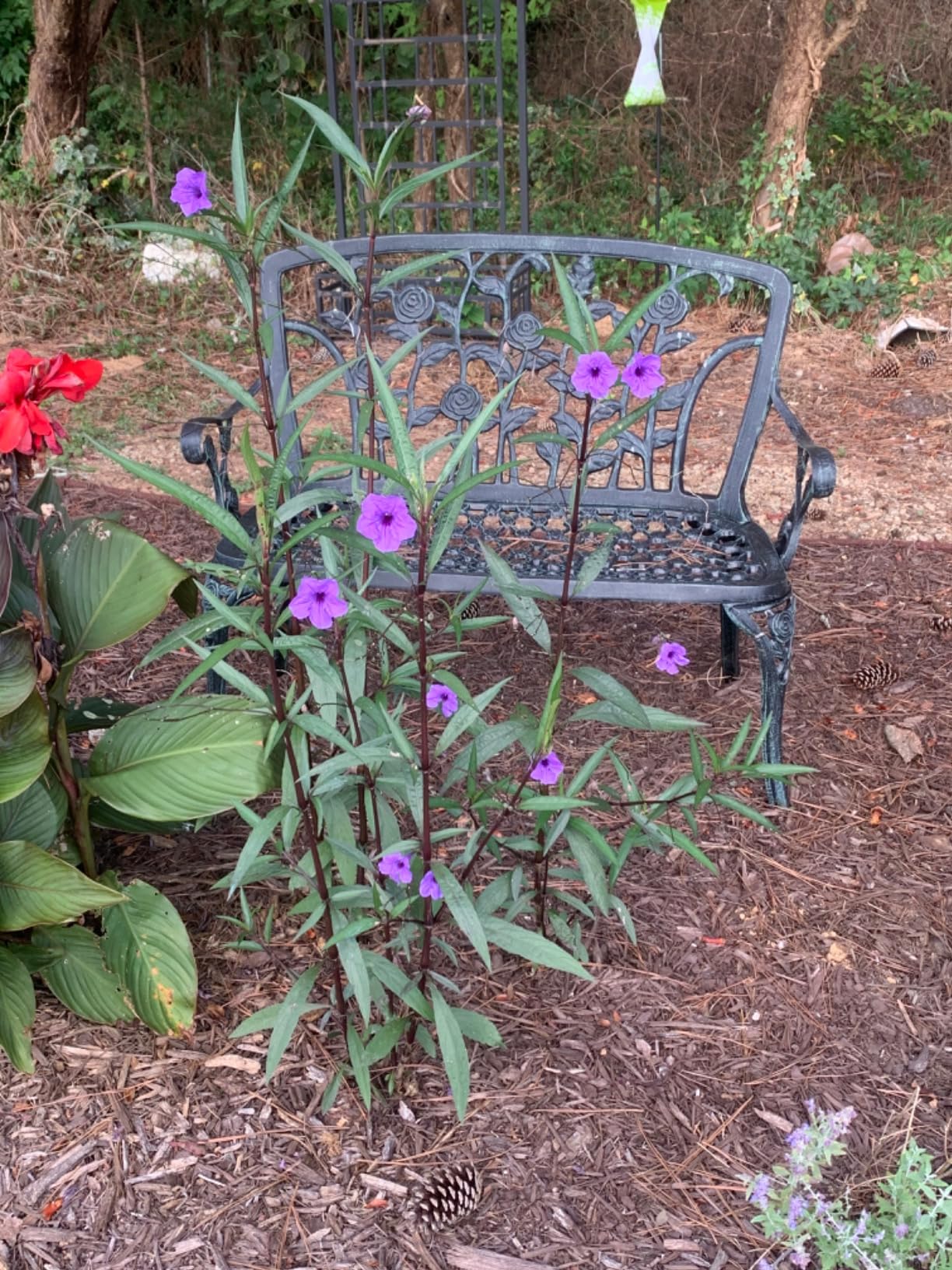 6 Mexican Petunia Plant Live, Ruellia Brittoniana Perennial 5 to 7 Inches Tall Ship Bareroots customer photo 1