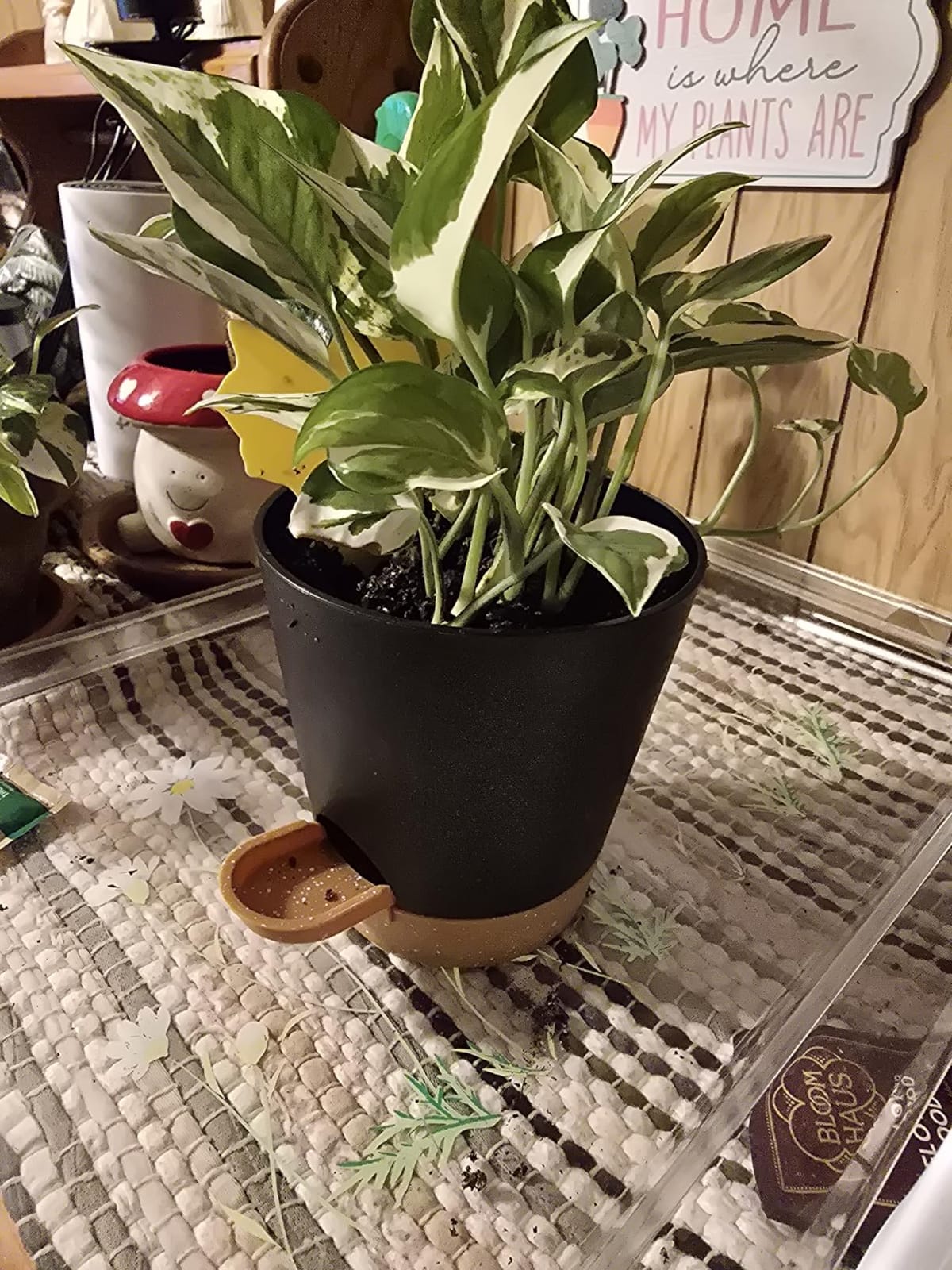 YNNICO Indoor Self Watering Planters with Drainage Holes and Saucers, 8, 7, 6.5, 6, 5.5, 5 Inches, White, 6 Pots customer photo 1