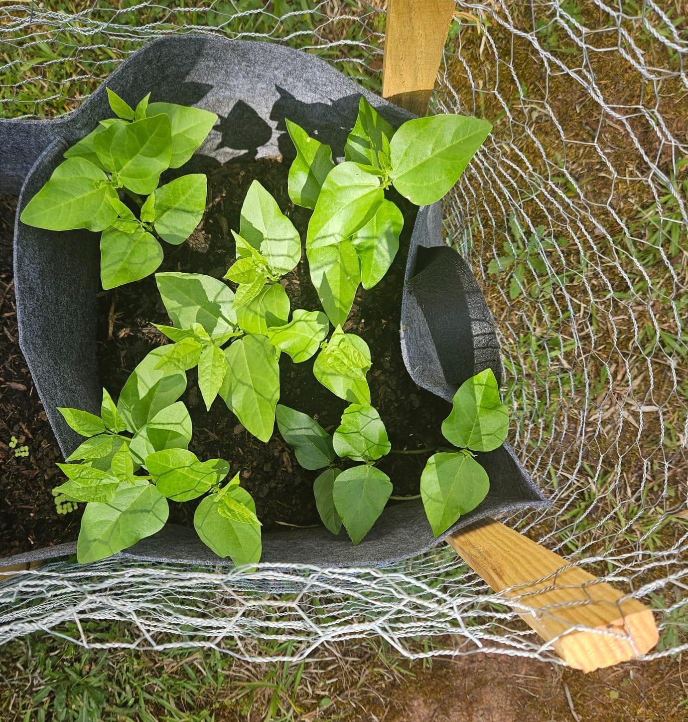 200+ Georgia Southern Collard Green Seeds for Planting - Heirloom Non-GMO customer photo 1
