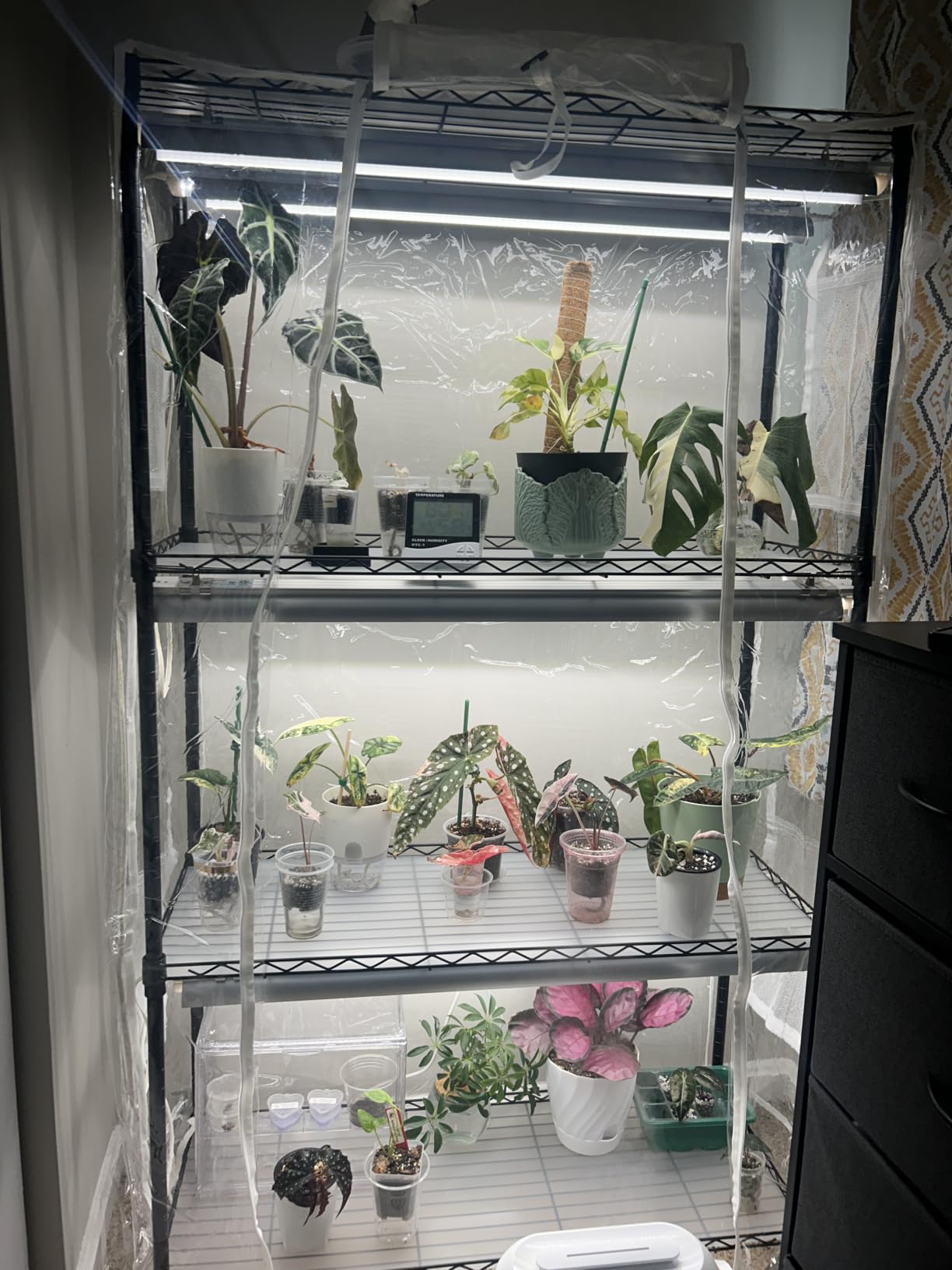 Barrina CX5Z Indoor Greenhouse with Grow Light, 180W, 4-Tier 35.4x13.8x59IN | Full Spectrum T8 Plant Lights, Portable Metal Plant Stand Tent, Timer, Thermometer for Seed Starting customer photo 2