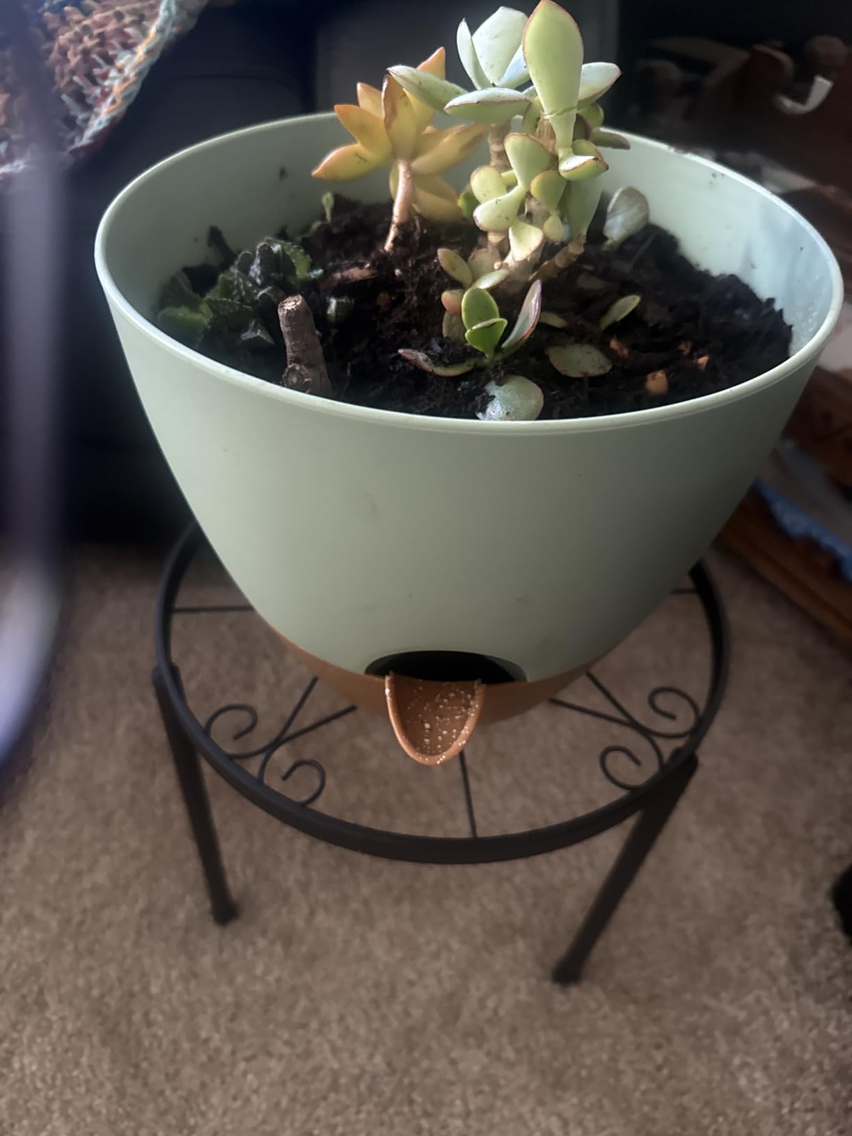 QRRICA Plant Pots 10/9/8/7.5/7 Inch Self Watering Pots, Set of 5 Plastic Planters with Drainage Holes and Saucers,Plastic Flower Pots,Nursery Planting Pot for Indoor Out Door Plants（Green） customer photo 2