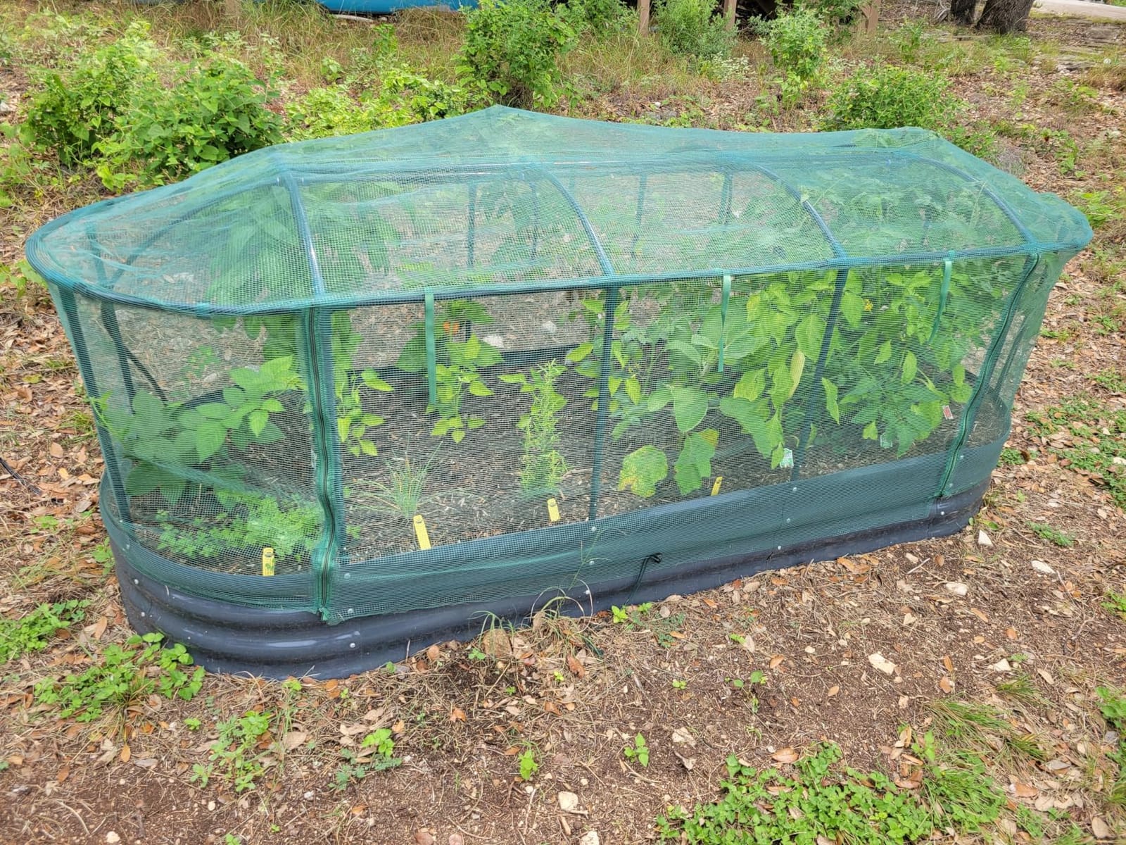 Quictent Raised Garden Bed Kit with Self Watering System & Netting 6x3x1Ft customer photo 1