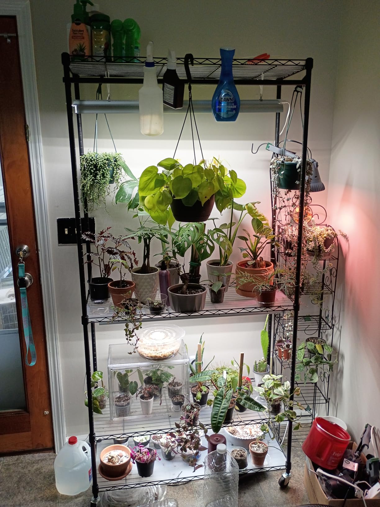 Barrina CX3 Plant Stand with Grow Light, 4-Tier, 108W, 35.4x13.8x70.9IN | 3FT 5000K Full Spectrum Plant Lamps, Indoor DIY Plant Shelf, Flower Pot Display Rack, Greenhouse, Wheel, Mechanical Timer customer photo 1