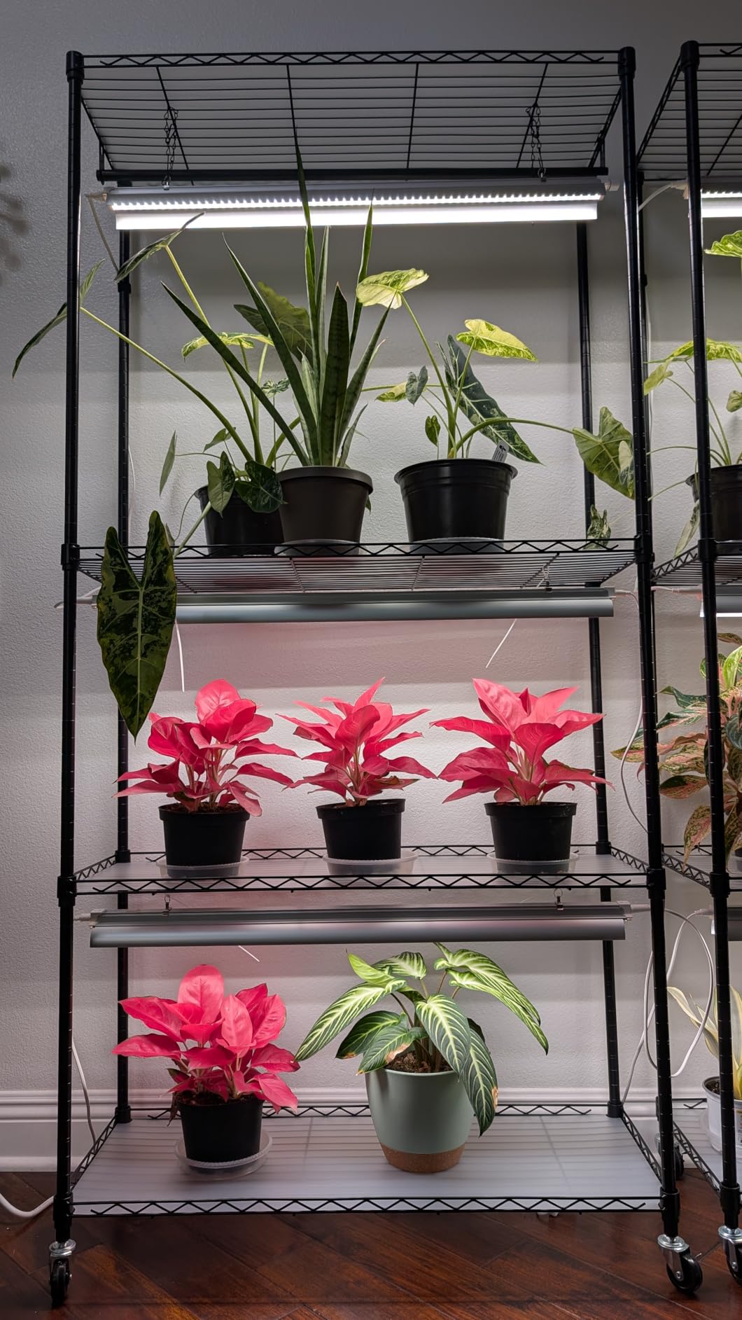 Barrina CX3 Plant Stand with Grow Light, 4-Tier, 108W, 35.4x13.8x70.9IN | 3FT 5000K Full Spectrum Plant Lamps, Indoor DIY Plant Shelf, Flower Pot Display Rack, Greenhouse, Wheel, Mechanical Timer customer photo 2