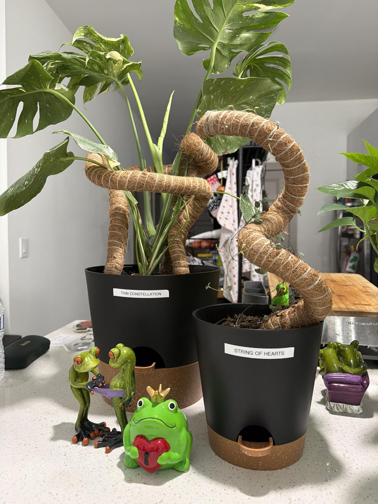 YNNICO Indoor Self Watering Planters with Drainage Holes and Saucers, 8, 7, 6.5, 6, 5.5, 5 Inches, Black, 6 Pots customer photo 1
