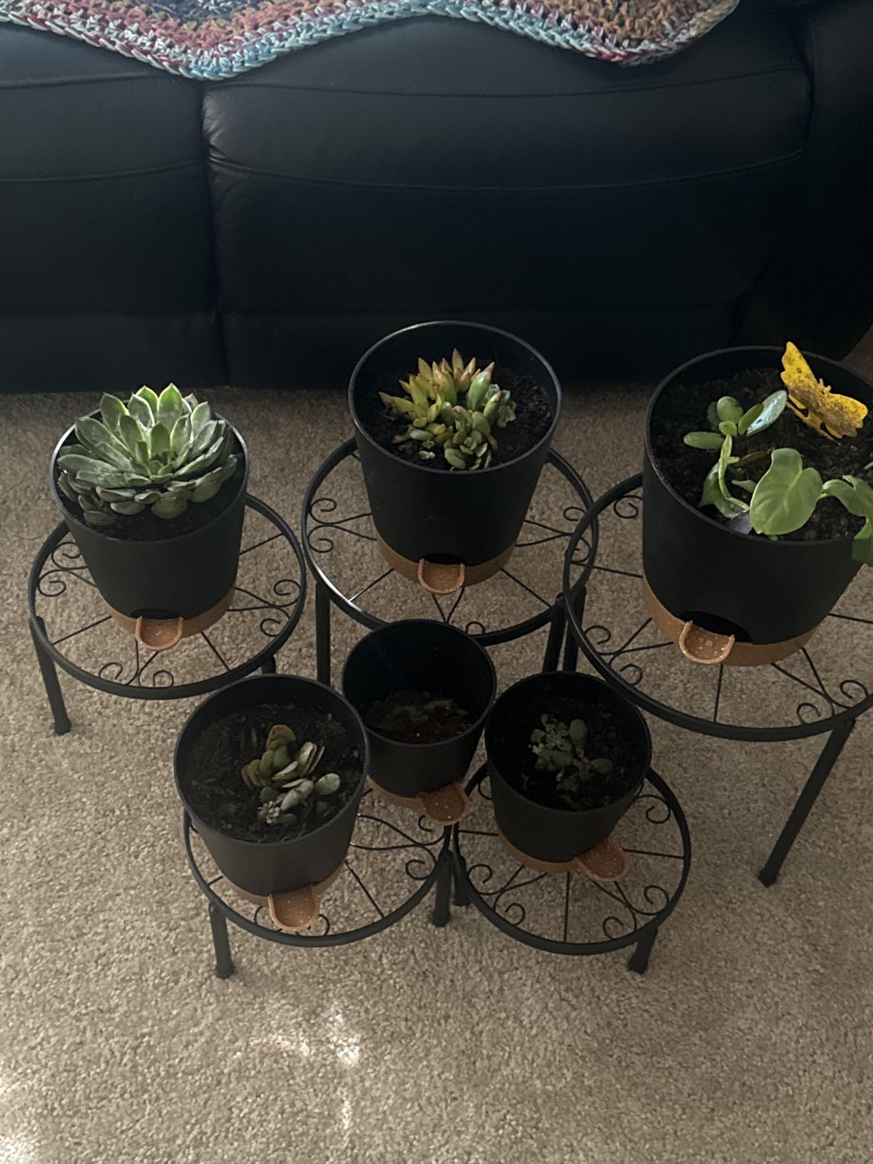YNNICO Indoor Self Watering Planters with Drainage Holes and Saucers, 8, 7, 6.5, 6, 5.5, 5 Inches, Black, 6 Pots customer photo 2
