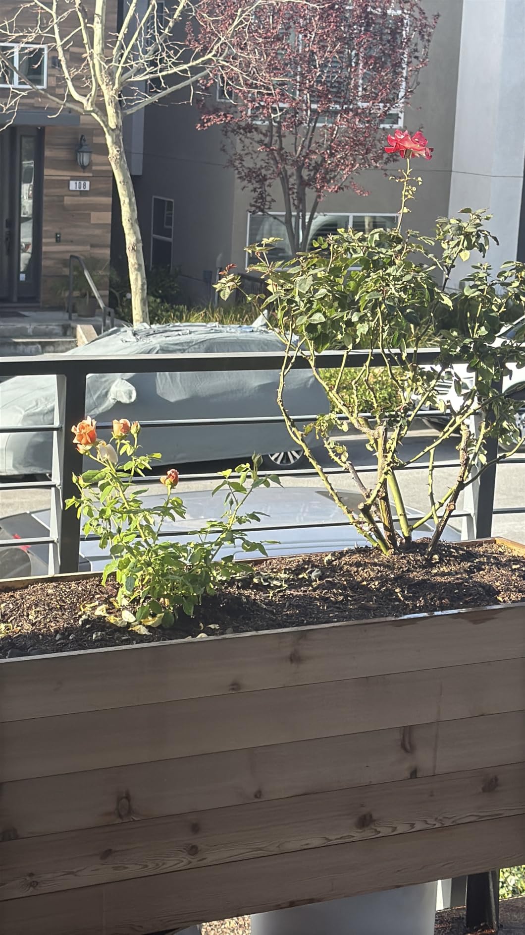EARTH ELEVATED 100% Canadian Cedar Wood Elevated Garden Bed for Gardening - Planter Pot to Grow Herbs Flowers, and Vegetables at Home Indoor and Outdoor Patio Balcony Deck - 18” x 48” x 30” customer photo 2