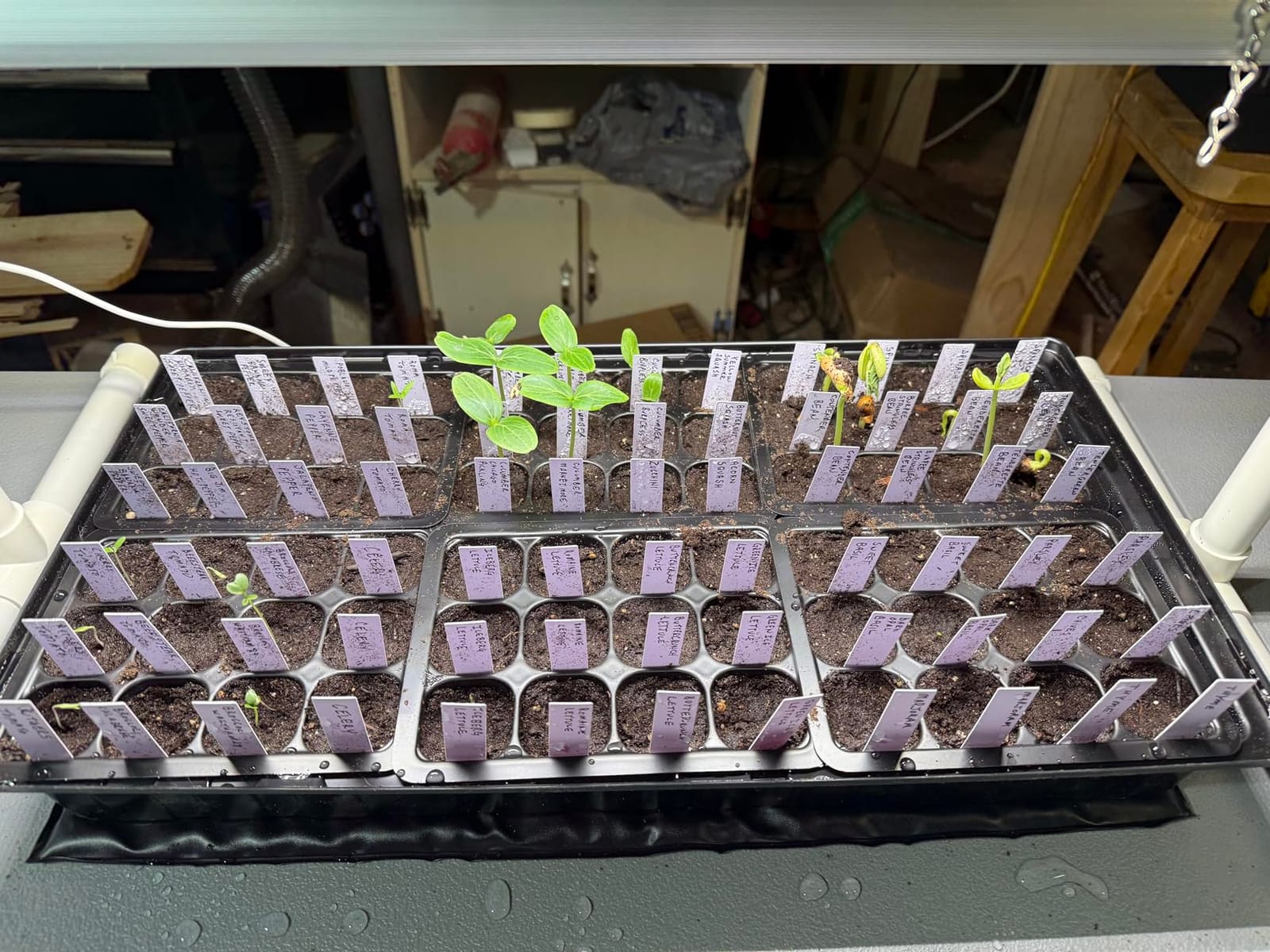 SOLIGT 1020 Size Seed Starter Kit with Grow Light and Heat Mat | 7