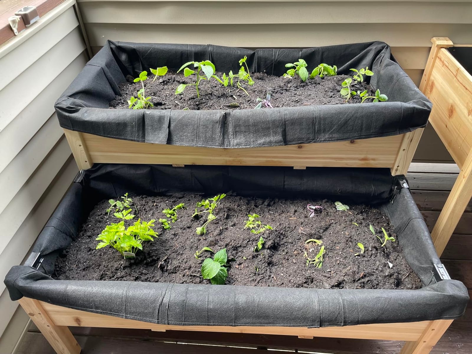 CJGQ 2 Pack Fabric Raised Garden Bed 6x3x1ft Garden Grow Bed Bags for Growing Herbs, Flowers and Vegetables 128 Gallon… customer photo 1