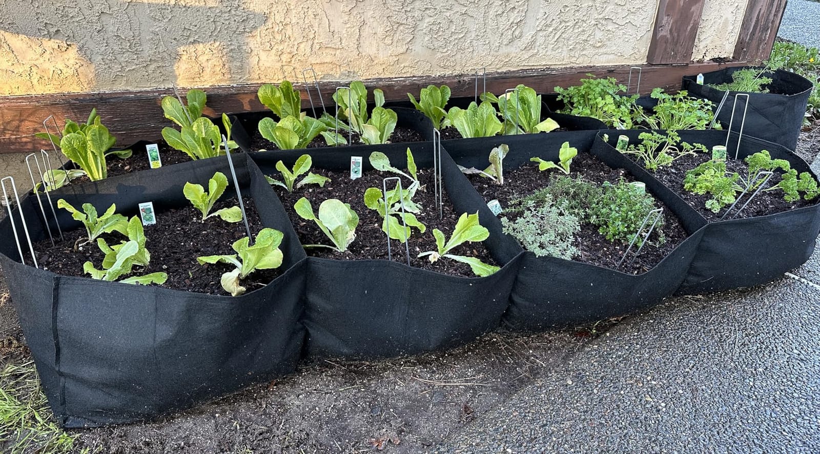 CJGQ 2 Pack Fabric Raised Garden Bed 6x3x1ft Garden Grow Bed Bags for Growing Herbs, Flowers and Vegetables 128 Gallon… customer photo 2