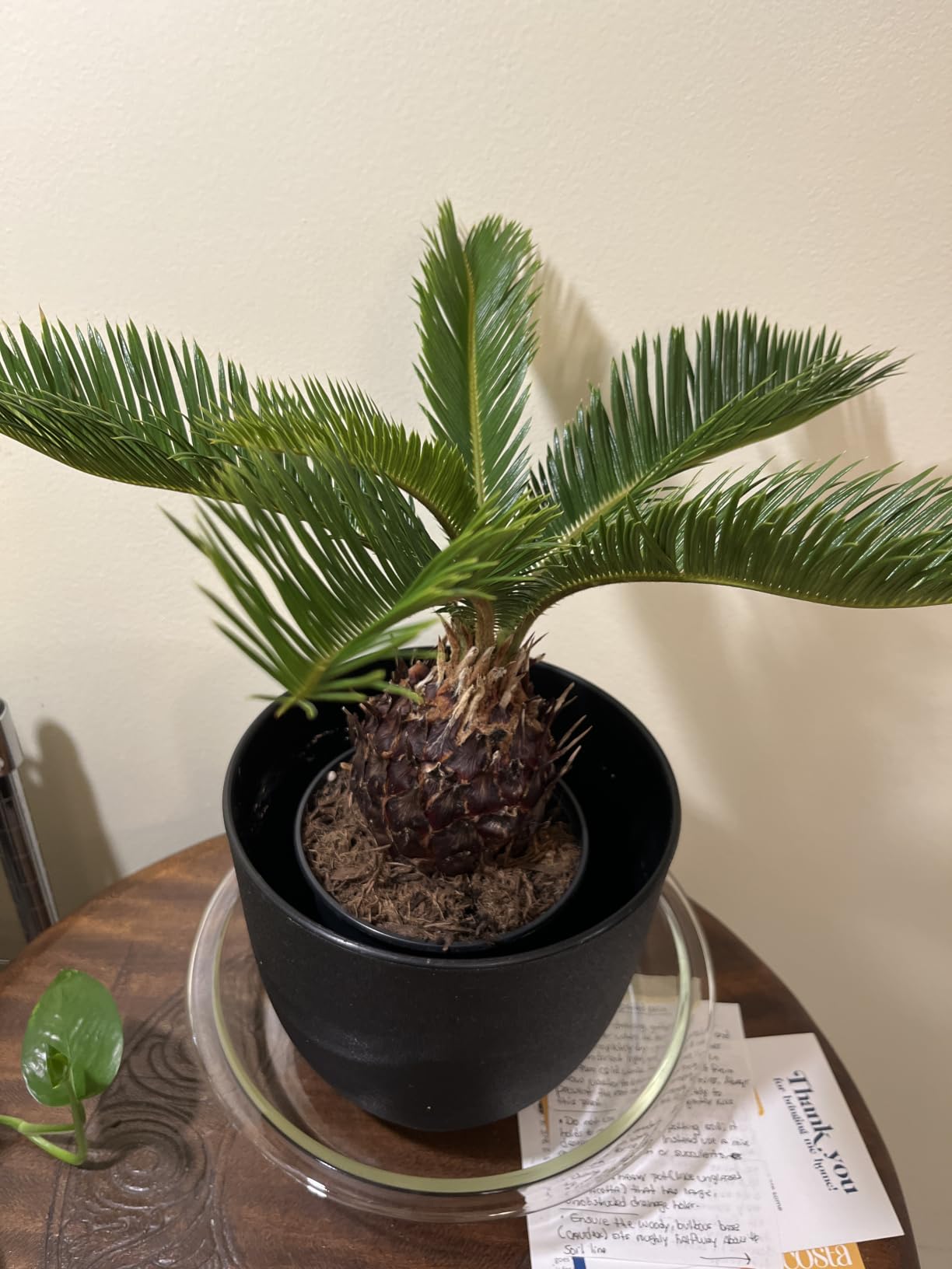 Costa Farms Sago Palm, Live Indoor Plant, Tropical Decor, Air Purifying customer photo 1