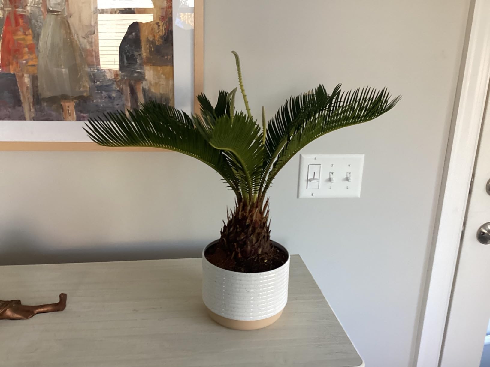 Costa Farms Sago Palm, Live Indoor Plant, Tropical Decor, Air Purifying customer photo 2