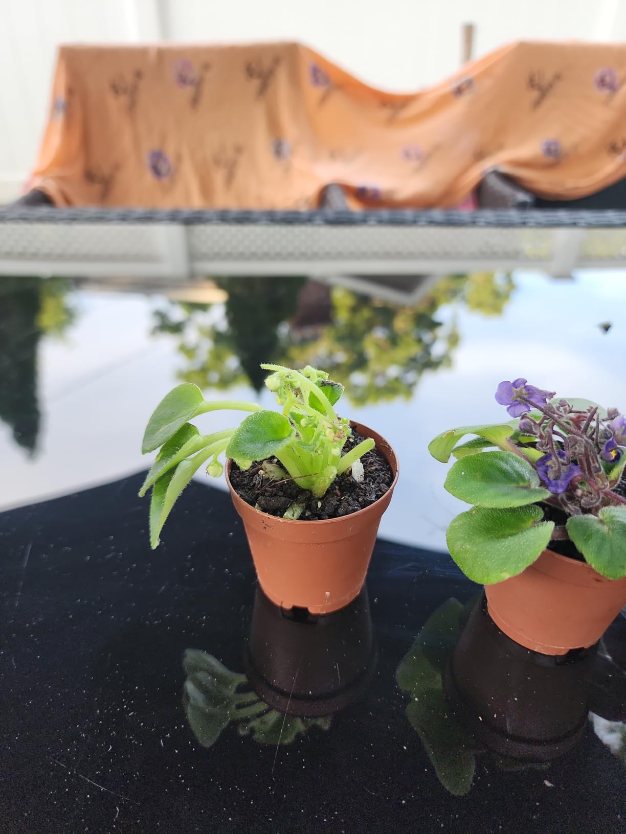 La Costa Plants 3-Pack Live Miniature African Violet Plants in 2-Inch Pots – Assorted Colors, Small Indoor Terrarium Houseplants for Home, Office, or Gift customer photo 1