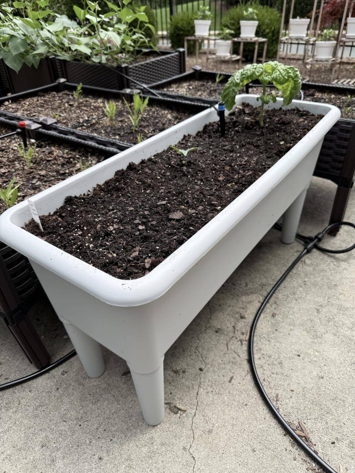 Giantex Raised Garden Beds Outdoor Set of 2, Self-Watering Planter Box with Detachable Legs & Drainage Hole, Outdoor Raised Container for Vegetable Fruit Herbs, 31.5”Lx12”Wx16”H, Easy Assembly (White) customer photo 1