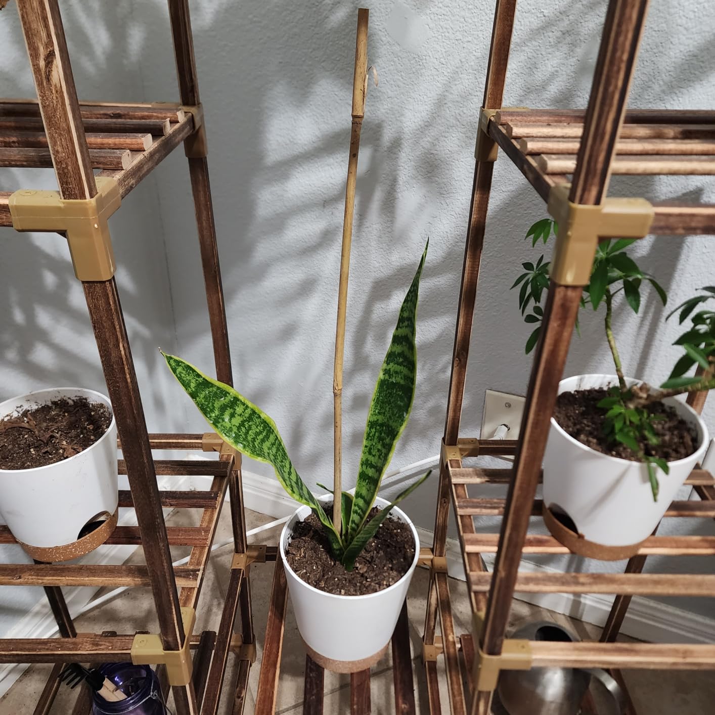 Altman Plants Live Snake Plant (Laurentii), Approx. 30