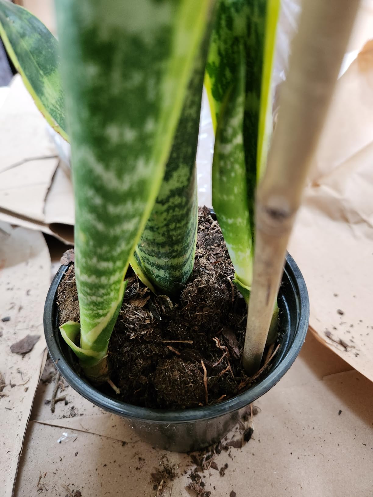 Altman Plants Live Snake Plant (Laurentii), Approx. 30