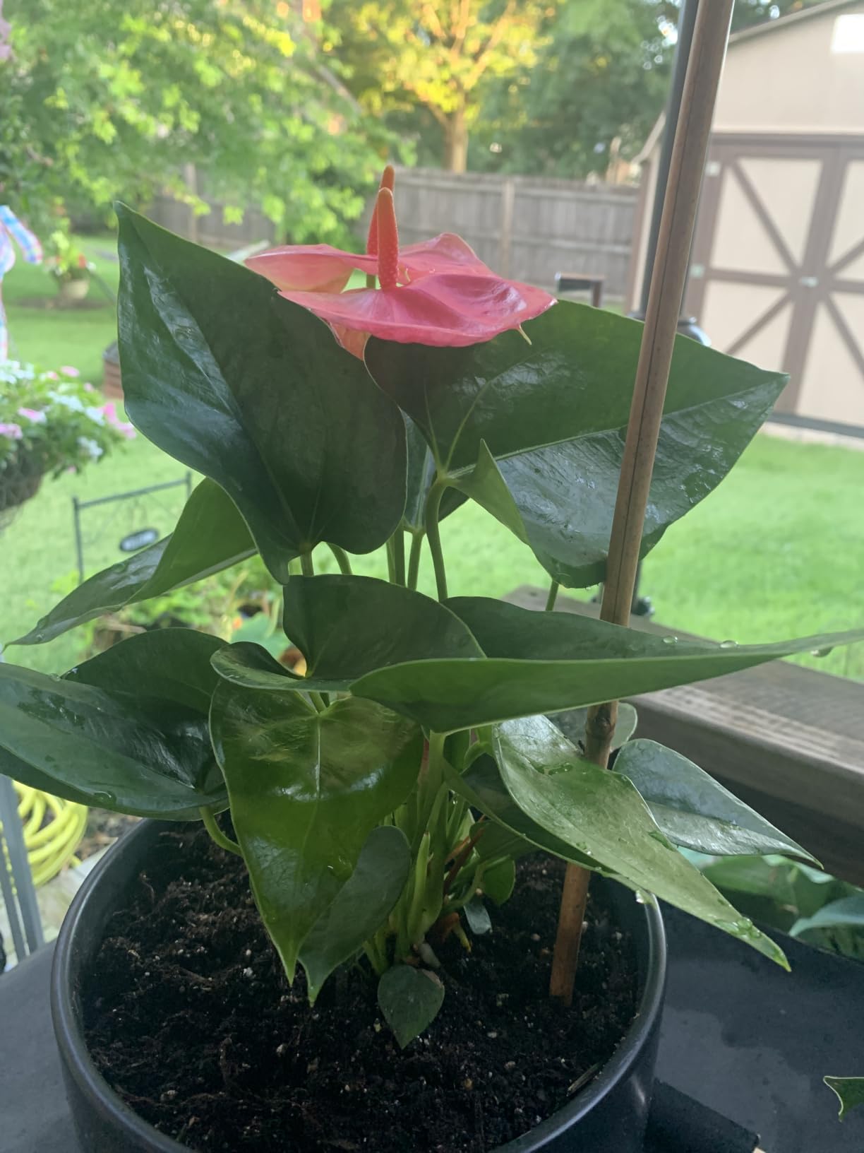 Pink Anthurium Live Plant (Approx. 13-16