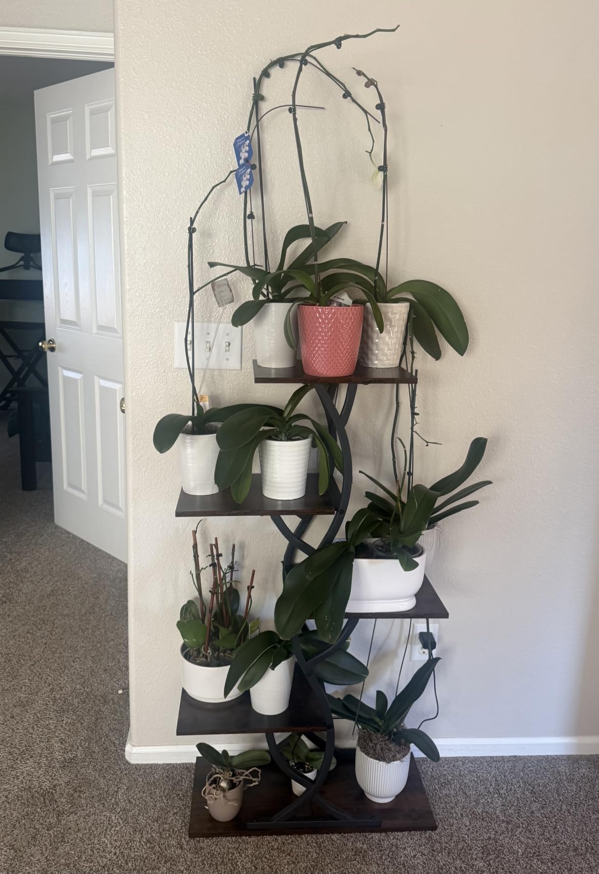Plant Stand Indoor with Grow Lights - 5 Tiered Corner Plant Shelves (Brown) customer photo 2
