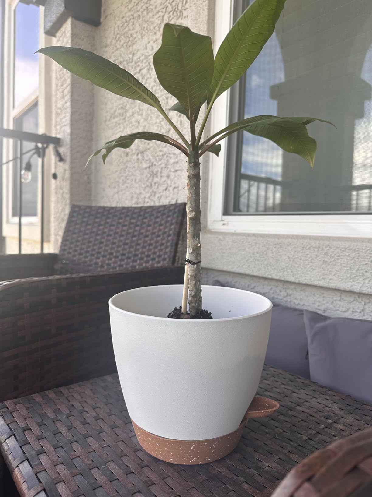 8/10/12 Inch Self Watering Pots for Indoor/Outdoor Plants customer photo 1