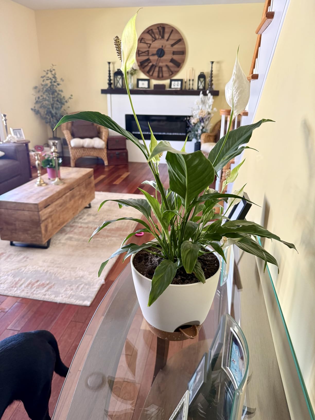 8/10/12 Inch Self Watering Pots for Indoor/Outdoor Plants customer photo 2