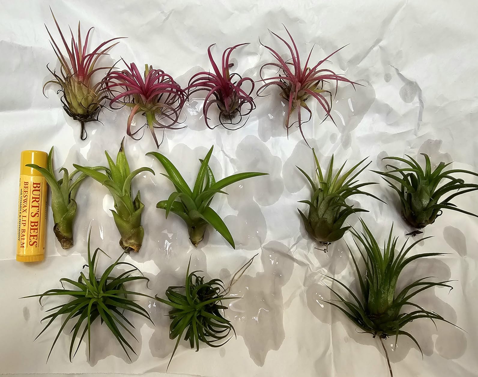 Premium Purple Live Orchid Plant Blooming in 3.5