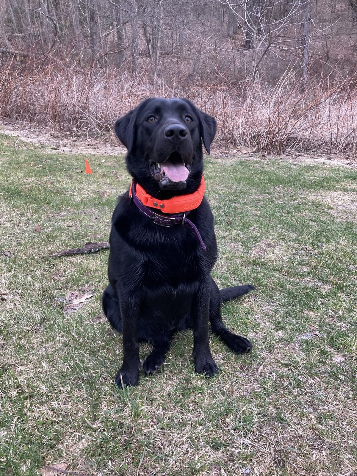Halo Collar 5 Wireless Dog Fence System, GPS Tracking & Activity Insights customer photo 2