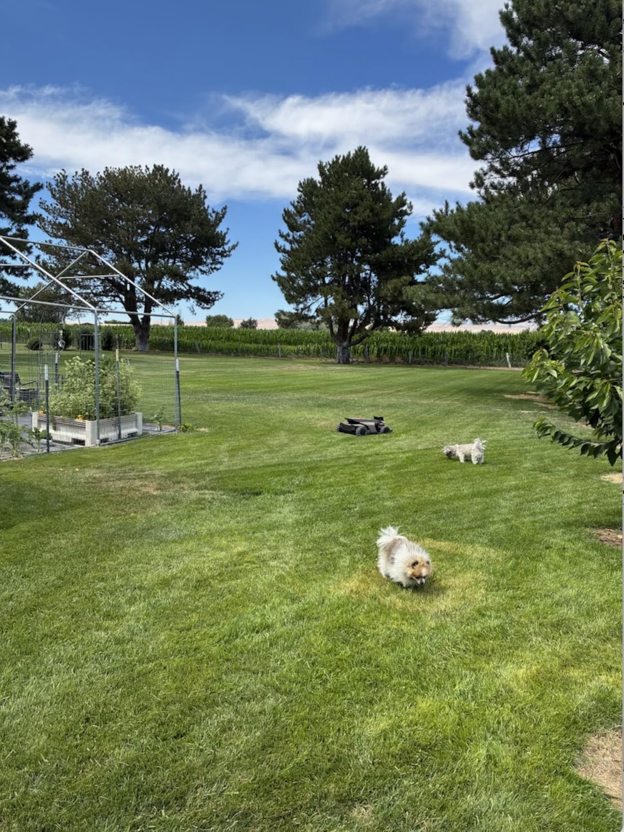 Segway Navimow X430 Robot Lawn Mower Wire Free, for up to 1 Acre, 4WD for 84% Slopes, Zero-Turn for Damage-Free Mowing, ORV-Tuned Lawnmower, MowMentum with 2 × 180W Motors, 0.75–4 in Cutting Height customer photo 2