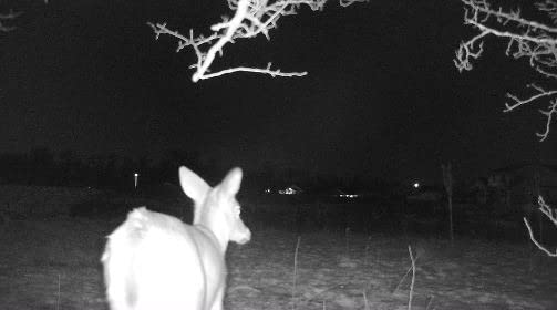 4G LTE Trail Camera, 360° View Cellular Security Camera with Live Streaming customer photo 1