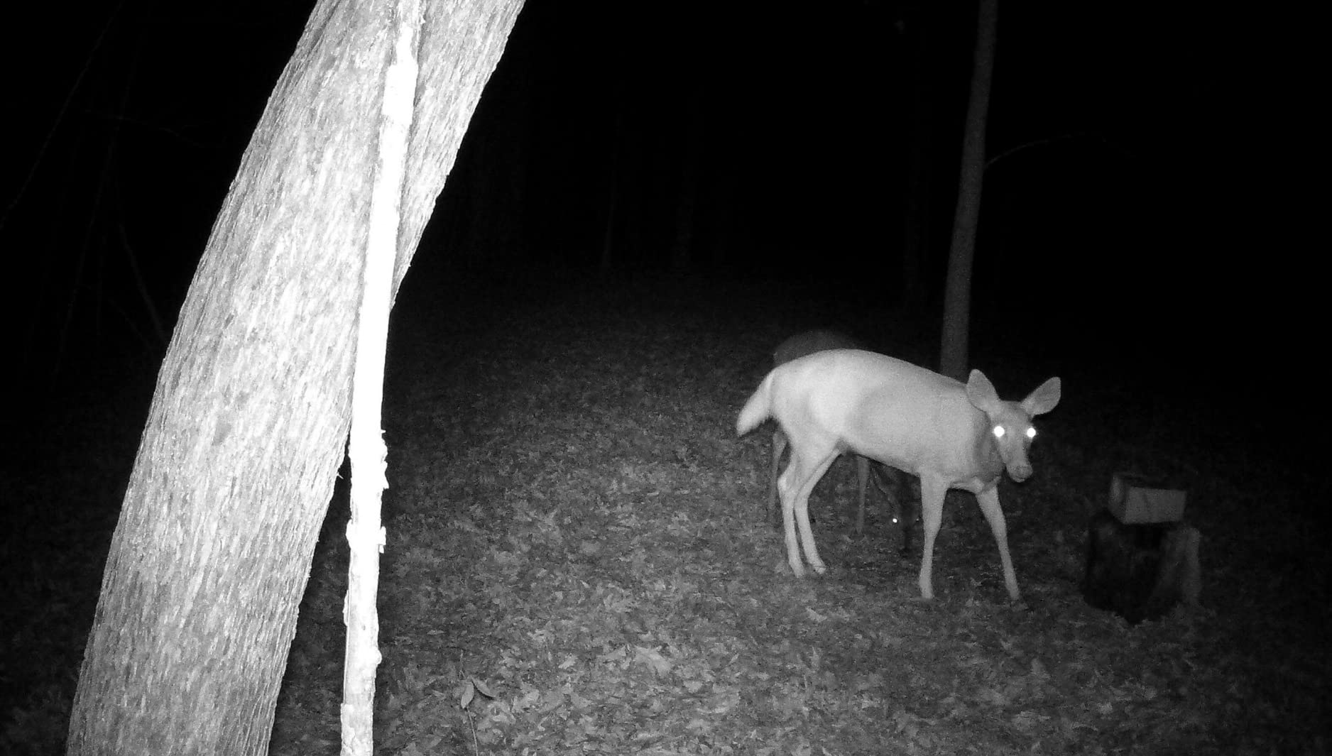4G LTE Trail Camera, 360° View Cellular Security Camera with Live Streaming customer photo 2