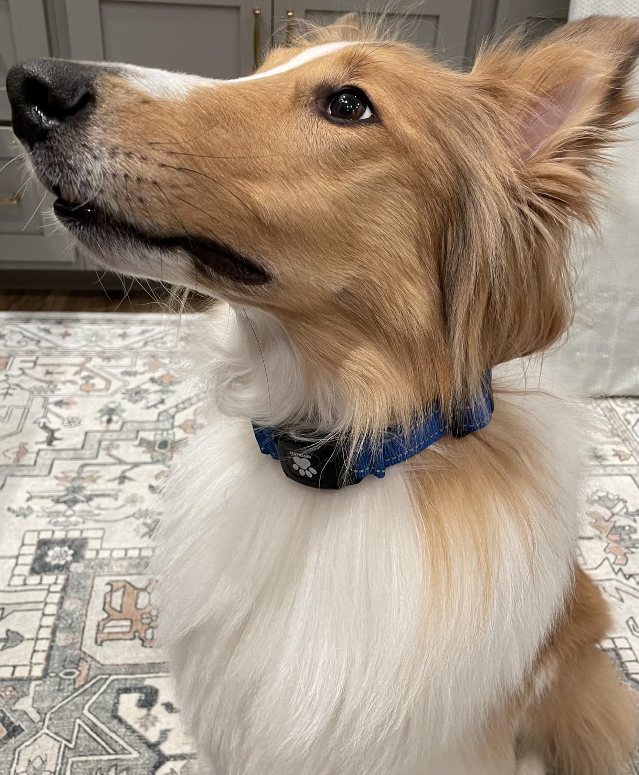 GPS Dog Collar with Tracker, Waterproof, No Monthly Fee, Blue, L customer photo 1