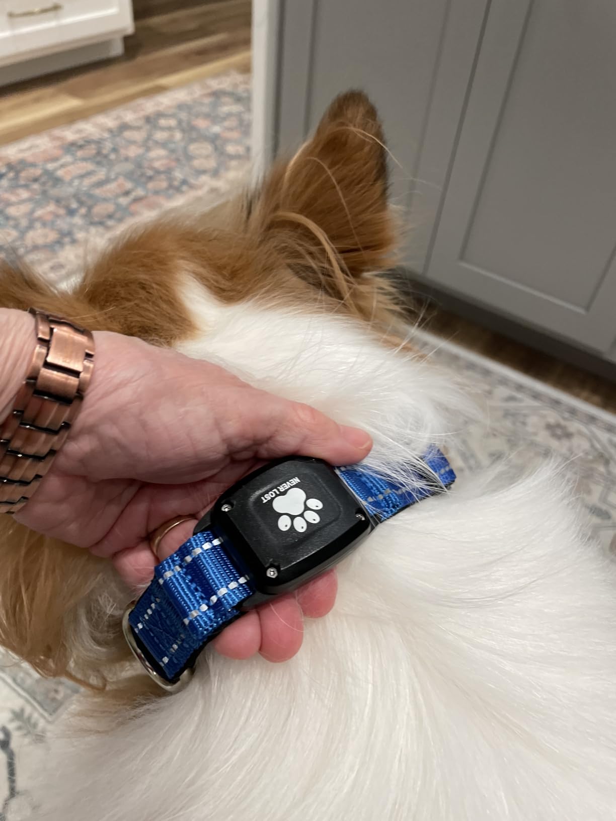 GPS Dog Collar with Tracker, Waterproof, No Monthly Fee, Blue, L customer photo 2