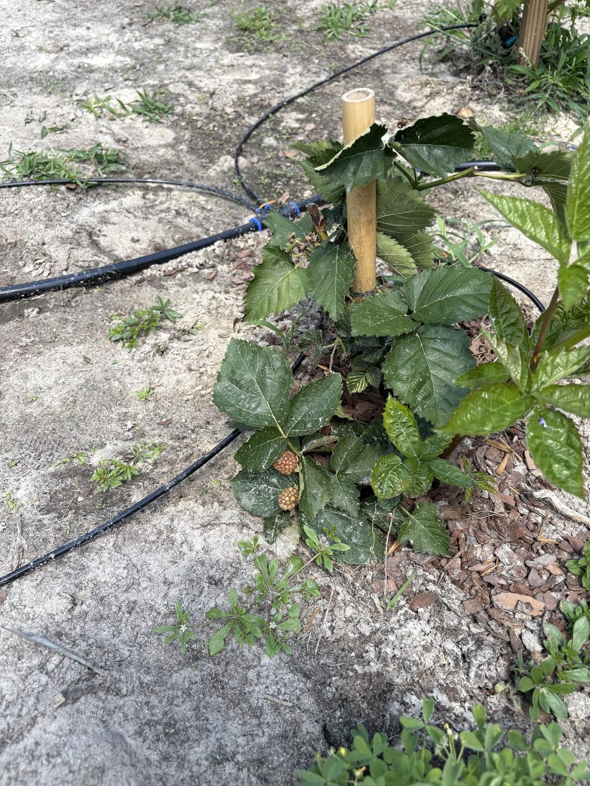 Drip Irrigation System 230FT Quick-Connect Drip Irrigation Kit with 1/4 inch 1/2 inch Irrigation Tubing Hose and Accessories for Lawn Raised Bed Greenhouse Plant Watering System customer photo 2