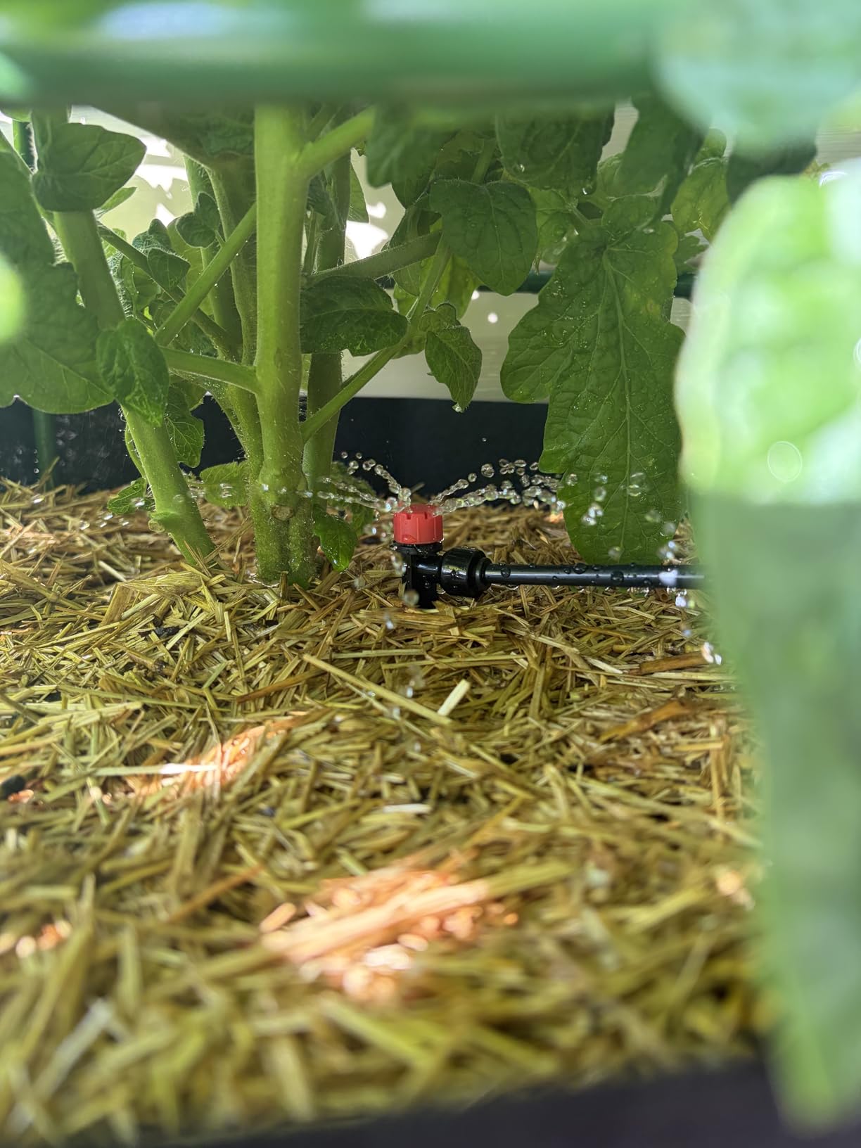 100FT Drip Irrigation System Kit, Quick Connect Garden Watering System, Easy Install Drip Irrigation Kit with 1/2