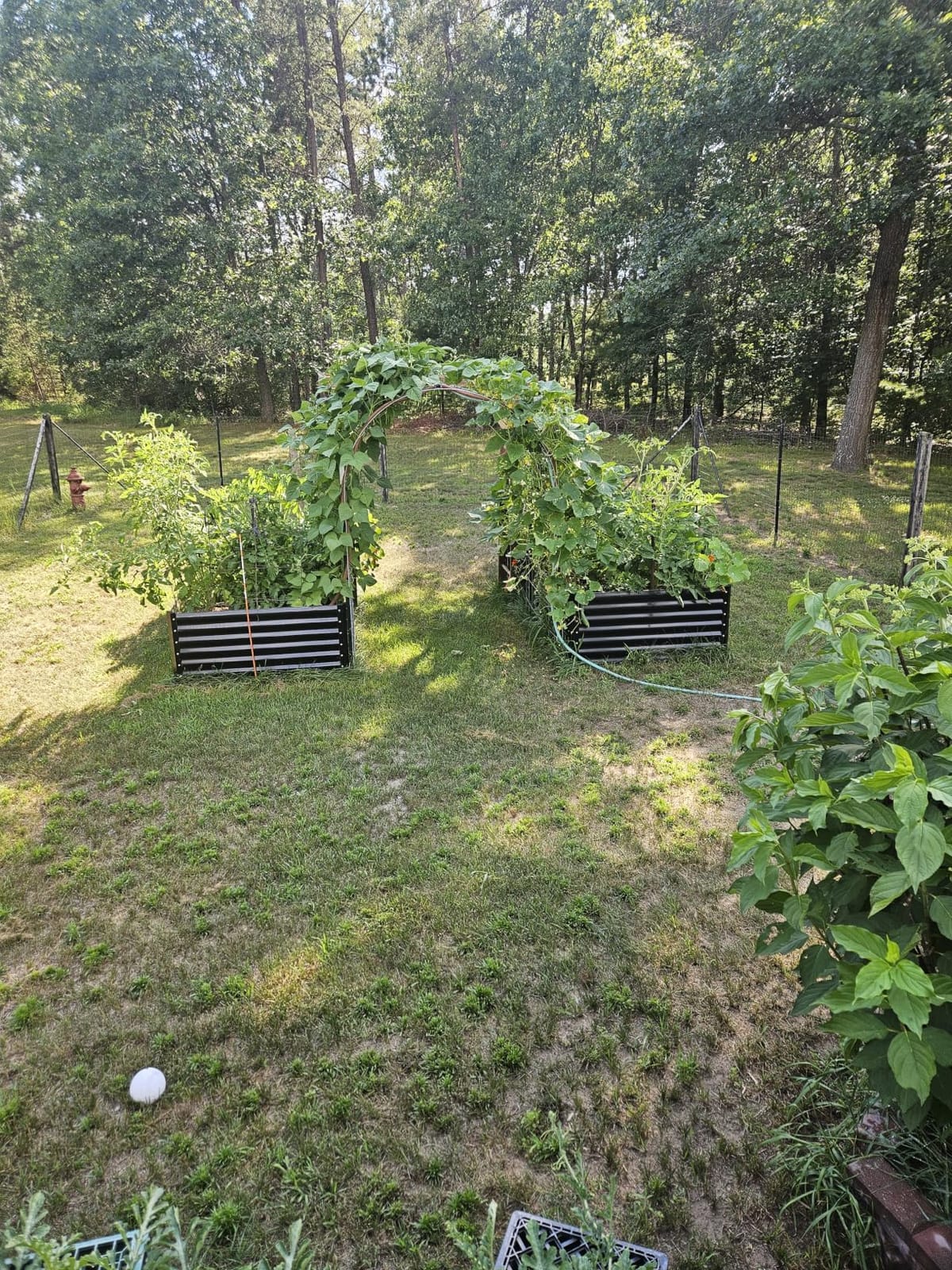 COMHOMA 2 Pack Raised Garden Bed with Legs 4x2x2.5ft,Large Elevated Galvanized Metal Planter Box with Drainage Holes,Outdoor Growing Kit with Gloves Tools for Backyard Patio Lawn,Black customer photo 1