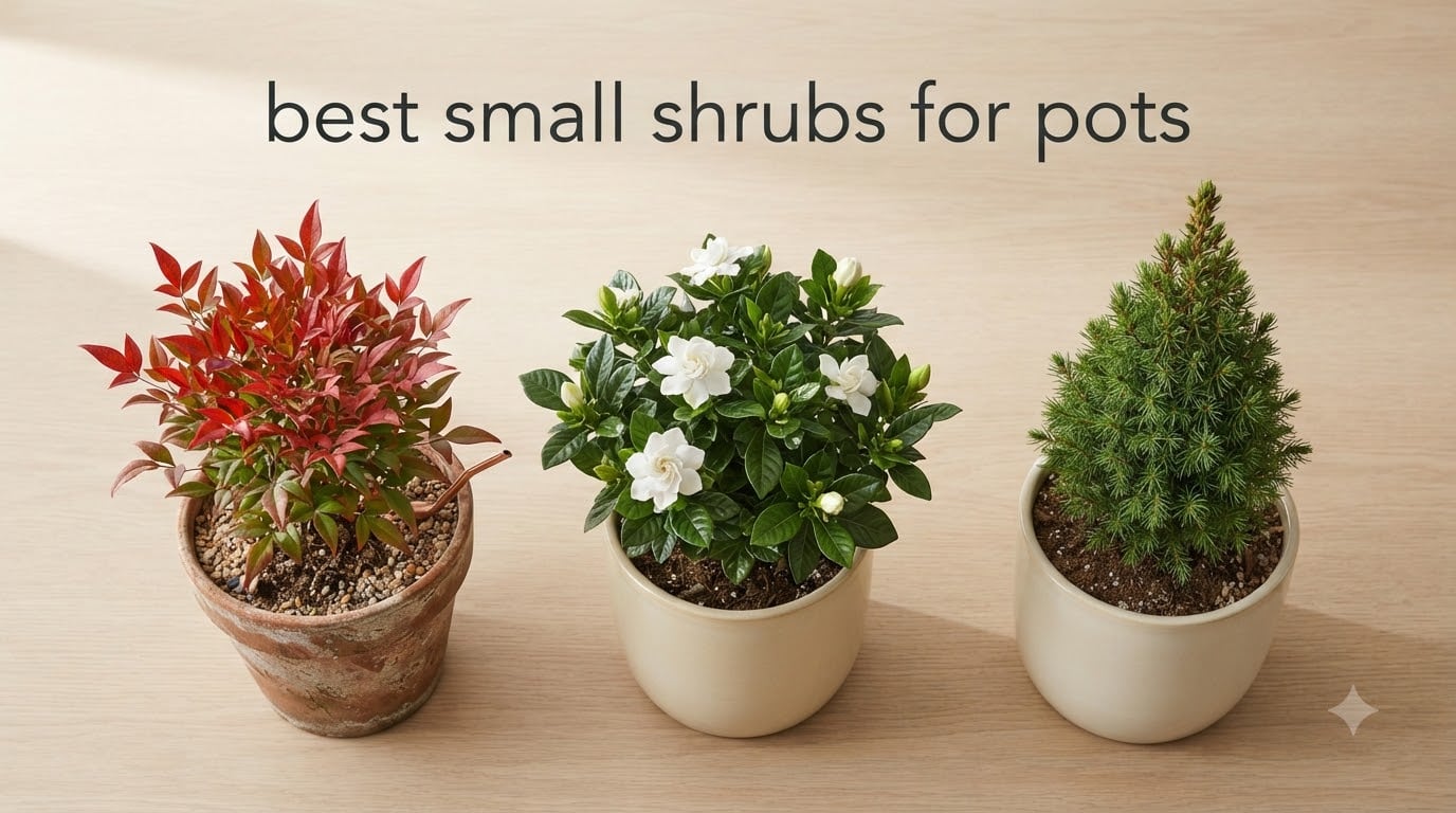 best small shrubs for pots