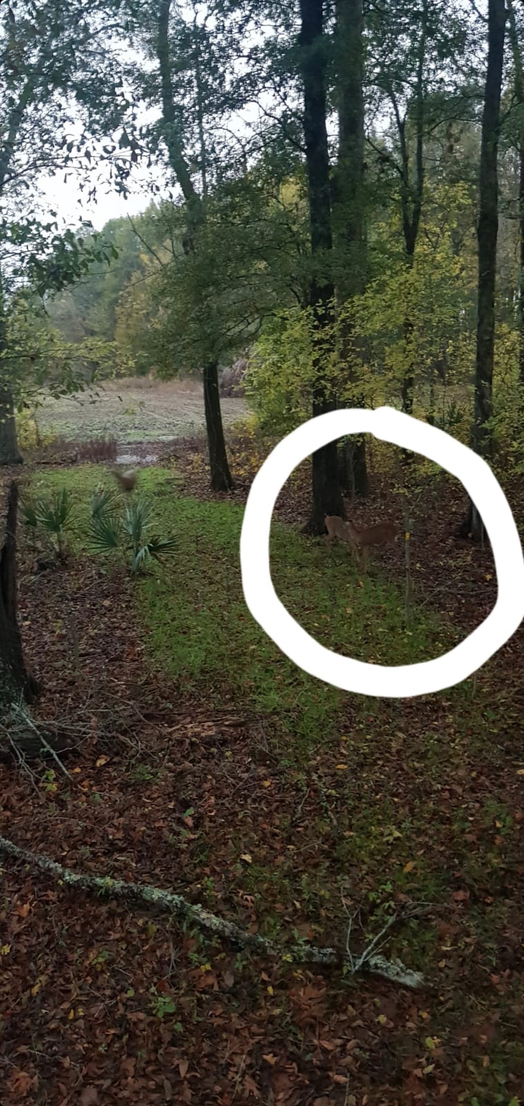 EVOLVED HARVEST Throw & Gro No-Till Forage for Deer - Easy-to-Plant Fast-Growing Food Plot Seeds, 5 Lbs customer photo 2