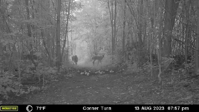 Evolved HABITATS Deer Cane Black Magic Liquid Mineral Deer Attractant - Fast & Easy to Use All Year-Round Mineral Food Supplement with Natural Molasses Flavors - Mineral Site Activator customer photo 1