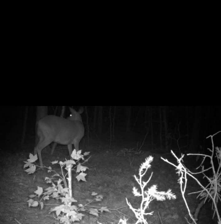 Evolved HABITATS Deer Cane Black Magic Liquid Mineral Deer Attractant - Fast & Easy to Use All Year-Round Mineral Food Supplement with Natural Molasses Flavors - Mineral Site Activator customer photo 2