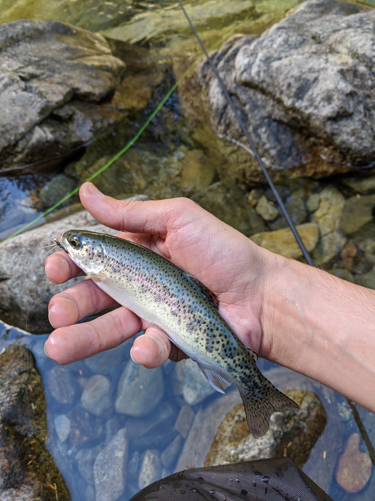 DRAGONtail Tenkara - Shadowfire 365 Tenkara Rod customer photo 2