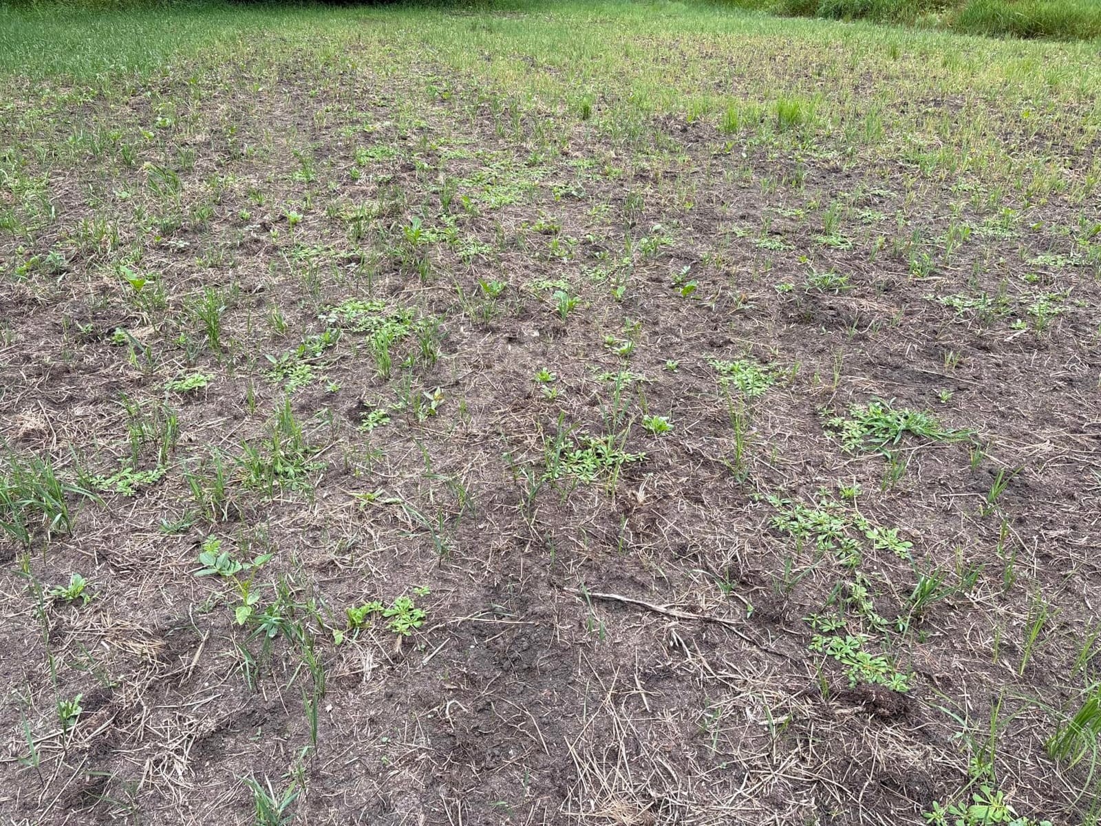 Evolved Harvest 7 Card Stud Adaptive Food Plot Seed - Full Season High-Protein & Minerals Forage for Deer customer photo 1