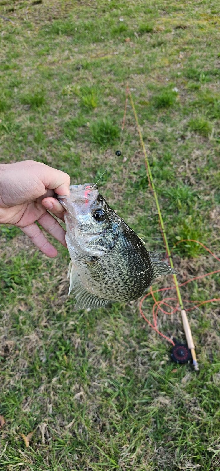 Maxcatch Ultra-Lite Fly Rod for Stream River Panfish/Trout Fishing 1/2/3 Weight and Combo Set Available customer photo 2