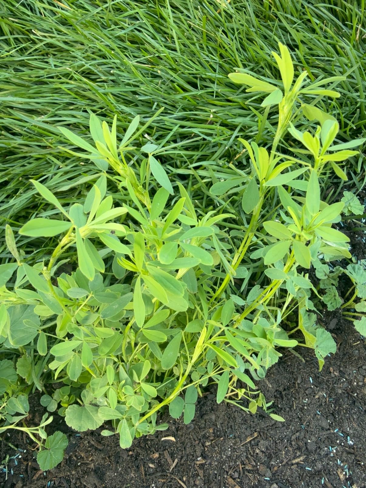 Whitetail Institute Imperial Clover Deer Food Plot Seed for Spring or Fall Planting, Promotes Antler Growth and Attracts Deer, Heat, Cold and Drought Tolerant, 2 lbs (.25 Acres), White customer photo 1