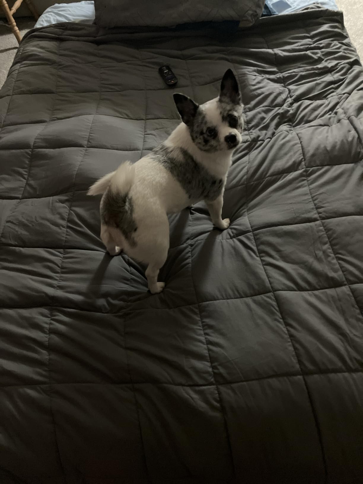 RJOP Weighted Blanket 20lbs 60