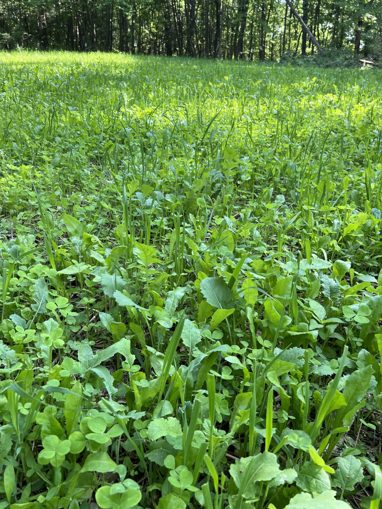 Domain Outdoor No BS Deer Food Plot Seed for Deer, Forage Oats, Clover, Forage Rape, Chicory, Radish, Finally a No Till Mix with Zero Fillers, No Heavy Equipment Required, 1/4 Acre customer photo 1