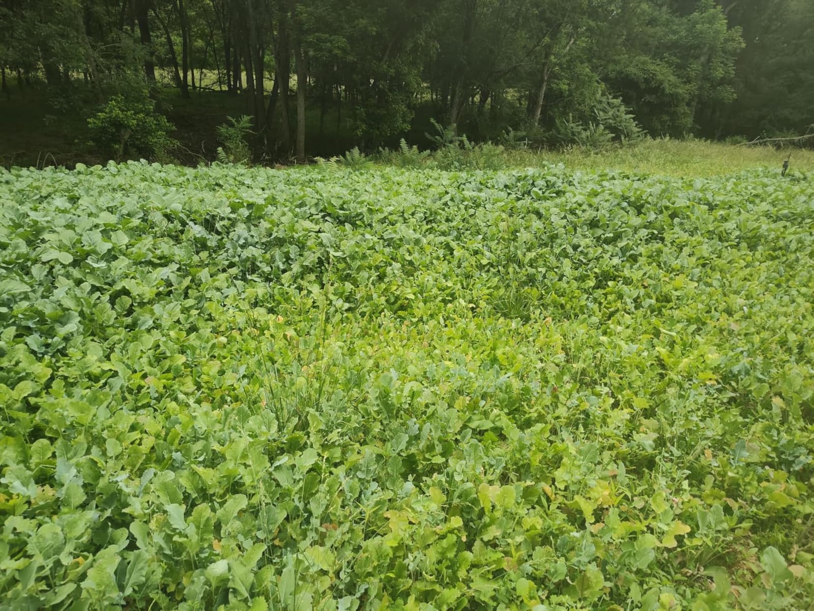 Domain Outdoor Sugar Momma Food Plot Seed for Deer, 1/2 Acre, Turnip, Rape, Kale, Clovers, Chicory, Annual and Perennial Food Sources for Extreme Summer, Fall and Winter Attraction, Year Round Food customer photo 1